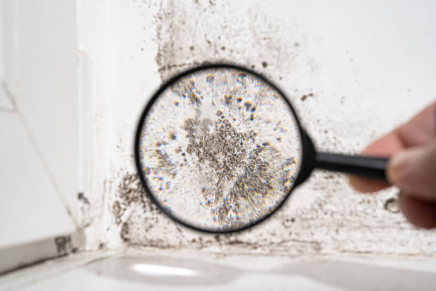 Environmental Consulting for Mold Prevention in Littleton Common, MA